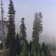 Houses In Foggy Forest - VideoHive Item for Sale