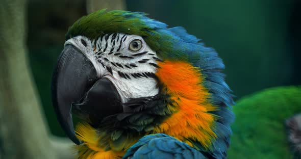 Macro Beautiful Macaw Parrot Bird Eye Close Up, Tropical Nature Color Wildlife