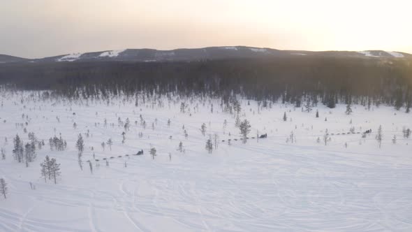 Group of running dogs racing across snowy white winter Lapland mountain landscape aerial sunrise vie alt