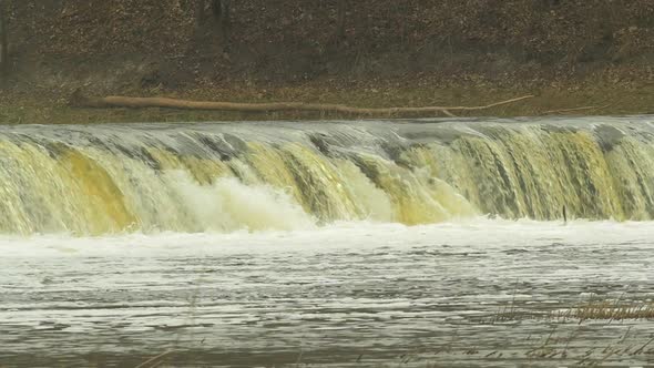 Vimba fish (Vimba Vimba) jumping over the widest waterfall in Europe - Venta river waterfall (Ventas alt