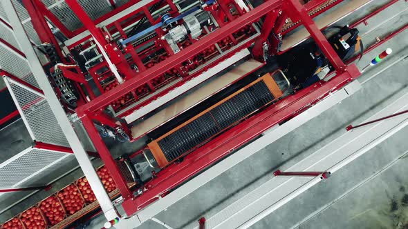 Tomatoes Transportation Process Held By a Conveyor in a Top View alt