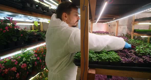 Farmer Checks Microgreens Sprouts on the Shelves of the Vertical Farm Vitaminized Superfood alt