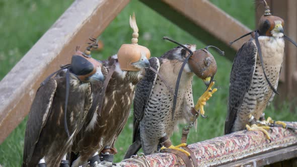 Falconry Hood Falcons