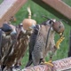Falconry Hood Falcons - VideoHive Item for Sale