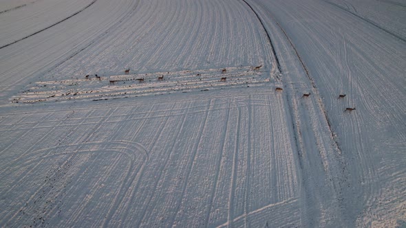 Deer On A Snowy Field