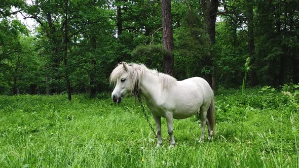 White horse grazing eating grass