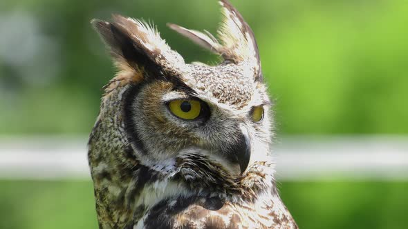 great horned owl blinks with one eye slow motion 4k alt