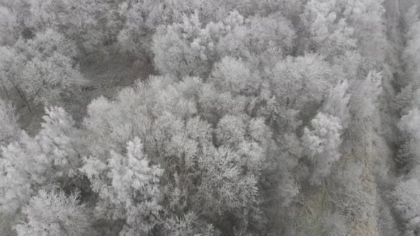 Snow Covered Trees in Nordic Forest Winter Wonderland Concept Low Aerial