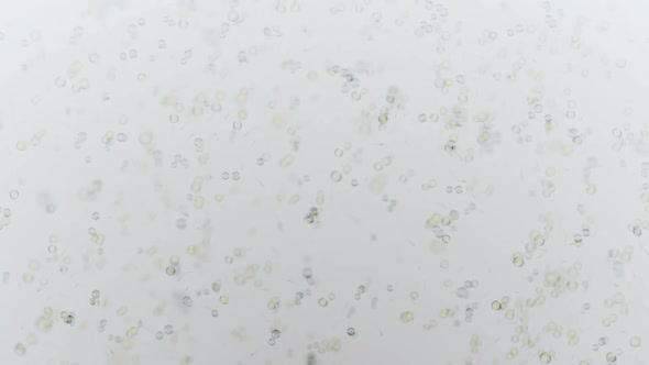 various forms of life in a drop of water. the simulation of the protozoan organism alt