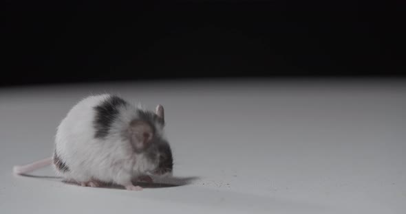 Small House Mouse with White and Gray Fur is Sniffing the Floor and Looking alt
