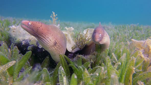 Geometric Morays in a Tire Tube alt