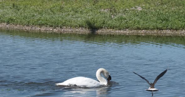 Mute Swan Being Mobbing By Smaller Wetland Nesting Birds