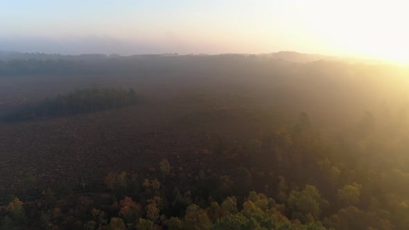 Foggy Forest and Swamp Landscape at Sunrise