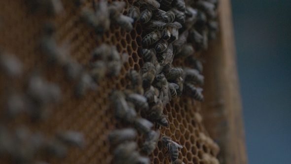 Bees on a frame with honey