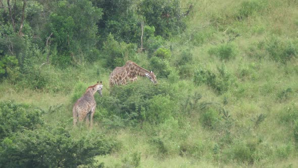 Two giraffe eating from a tree alt