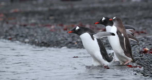 SLO MO MS TS Three Gentoo penguins (Pygoscelis papua) entering water at Half Moon Island / Antarctic