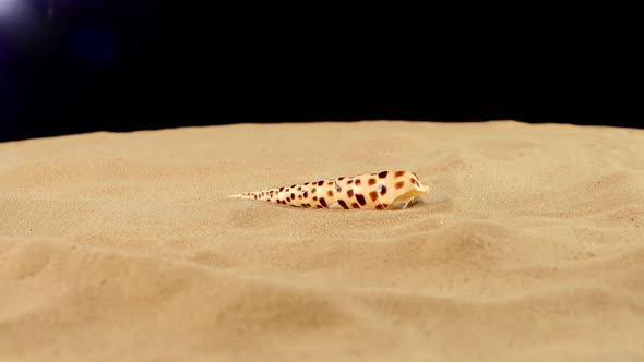 Unusual Sea Shell with Sand on Black, Rotation alt