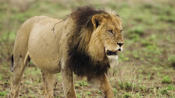 Male Lion Walking On Wilderness In Central Kalahari Game Reserve, Botswana. Tracking Shot alt