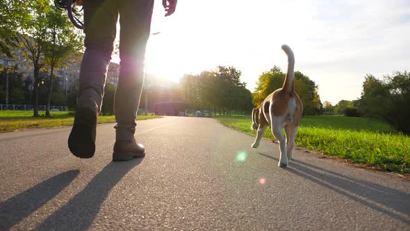 Man walk with cute dog at small lane in green city park, low camera follow alt