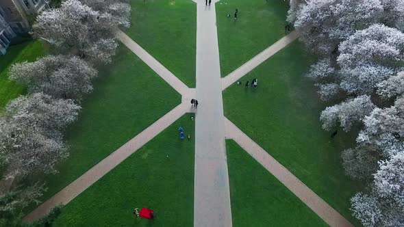 Top down aerial shot of the Quad with cherry trees in full bloom at the University of Washington, ci alt
