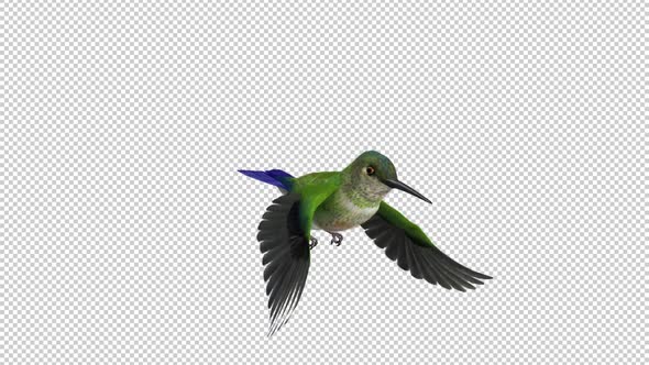 Sunangel Hummingbird - Flying Loop - Side Angle CU - Alpha Channel