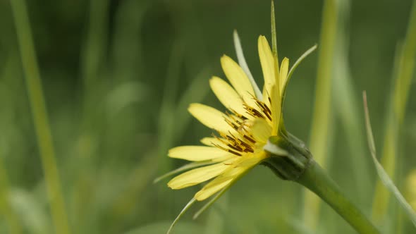 Meadow salsify spring yellow plant  shallow DOF  4K 2160p 30fps UltraHD footage - Tragopogon pratens alt