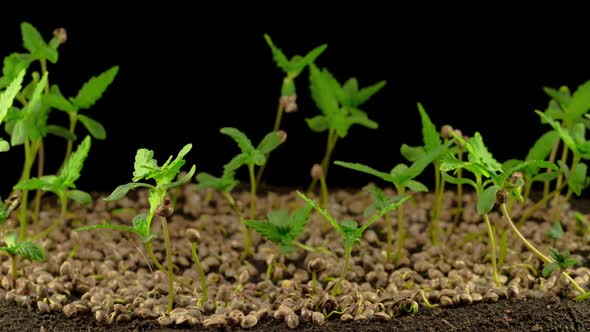 Marijuana Plant Growing alt