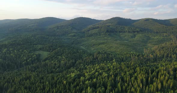 The Carpathian Mountains Are Covered With Pine Forest