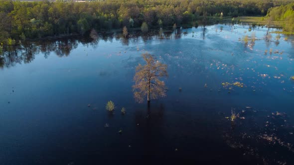 Lonely tree surrounded by water in the valley, aerial footage