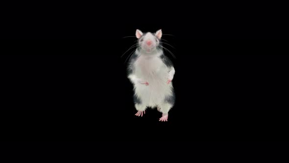 Rat Dancing alt