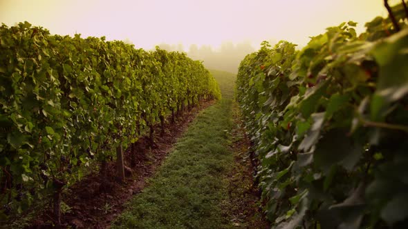 Vineyard at sunrise. Shot on RED EPIC for high quality 4K, UHD, Ultra HD resolution. alt
