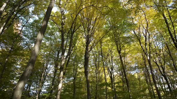 Autumn forest with bright orange and yellow leaves. Dense woods in sunny fall weather. alt