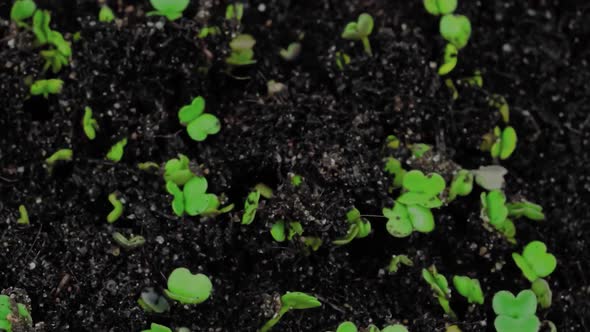 Close Up Microgreens Arugula Sprouts Growing  Timelapse Top View Background