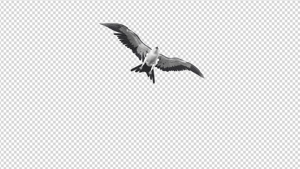 Swallowtail Kite - 4K Flying Transition - II