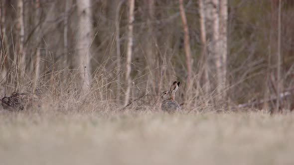 A European brown hare sniffing the air in a forest in Sweden, wide shot zoom in alt