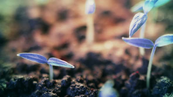 Blue Plants Growing. Futuristic Surreal Background. Germination. Unearthy Modern Wonderful World