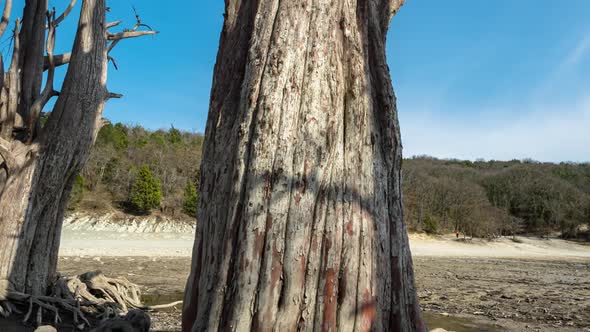 View of a large trunk marsh cypress tree on a sunny day