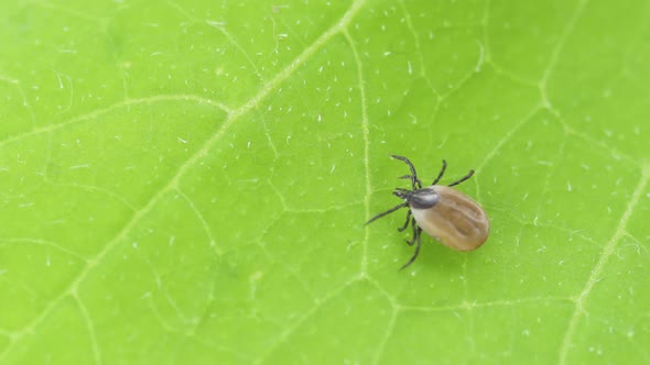 Ixodes scapularis tick Macro. Bloated parasite drunk on blood,