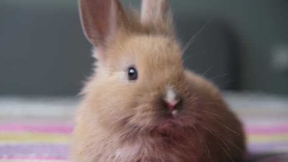 Portrait of a Cute Rabbit Close Up