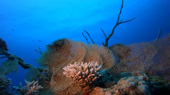 Underwater Tropical Corals alt