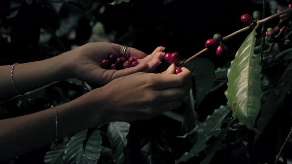 Woman Farmer is Harvesting Coffee Berries in the Coffee Farm Arabica Coffee Berries with alt