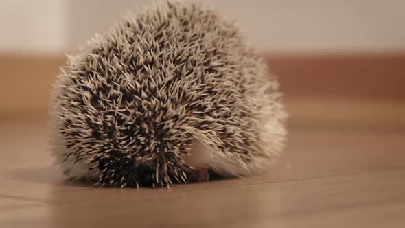 Pet Hedgehog in the Middle of the Room.