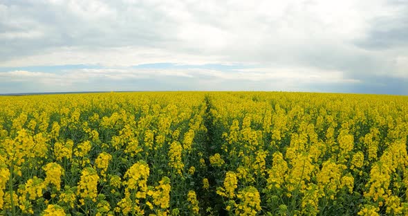 Agriculture Fields With Yellow Rapeseed Flowers Against Cloudy Sky. - Slow Motion alt