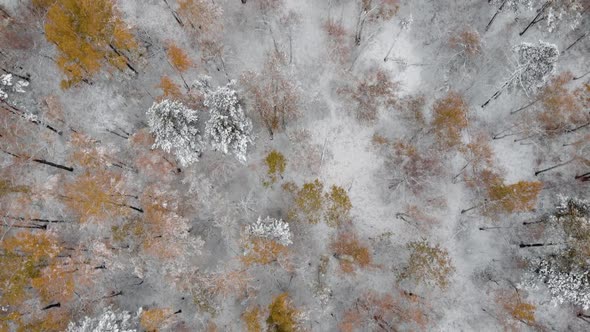 Aerial View of the Autumn Winter Forest in the Snow on the Mountain and Snowy Mountains