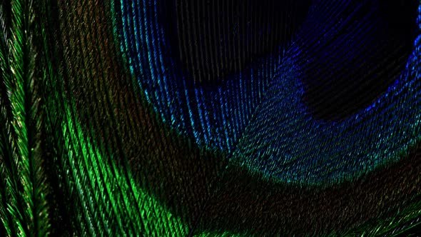 Amazing Extremely Macro View of Tropical Peacock Bird Feather. Slow Motion Rotation. Beautiful alt