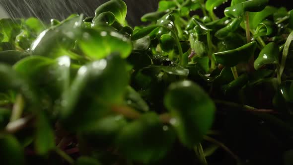 Greenhouse of Microgreen Farm Products Healthy Nutrition alt