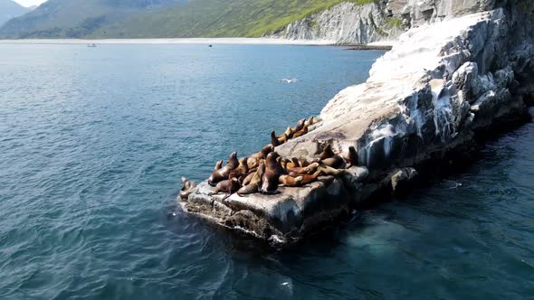 sea lions on a large rock in the ocean with a view of the rocks