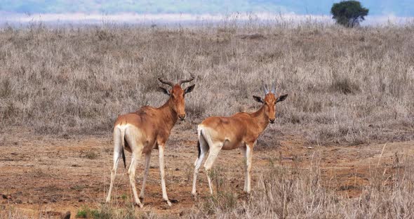 Hartebeest, alcelaphus buselaphus, Herd standing in Savanna, Masai Mara Park, Kenya, Real Time 4K alt