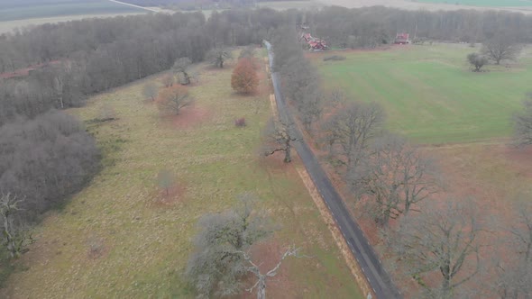 Group of Oak Trees With No Leaves and Gravel Road Rising Aerial