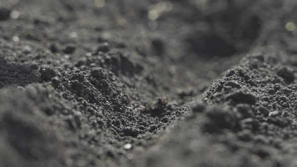 Farmer Hands Planting for Planting Seeds in the Garden alt